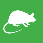 White vector graphic a rat on a green background. 